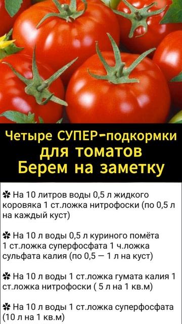 🔥Четыре подкормки для томатов #tomato #дача #огород #раст смотреть онлайн