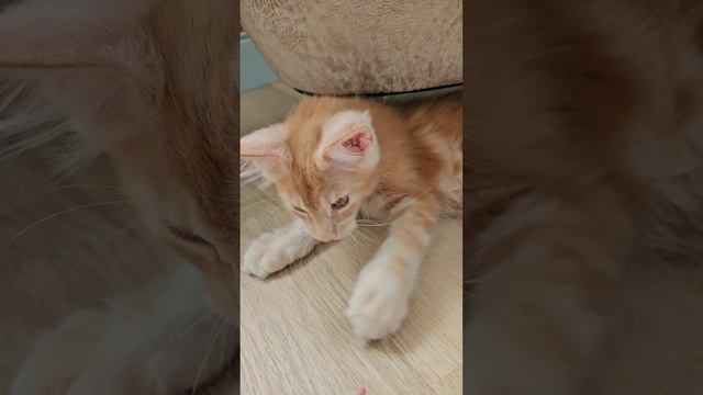 Нежный мальчик #мейнкун в ожидании своей семьи 💓 #maineco смотреть онлайн