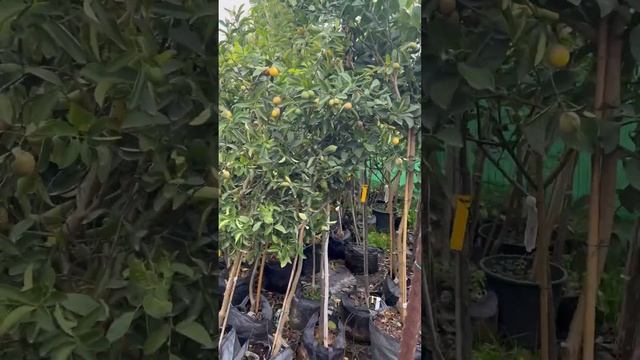 Магазин — фруктовые деревья 🇮🇱👍 смотреть онлайн