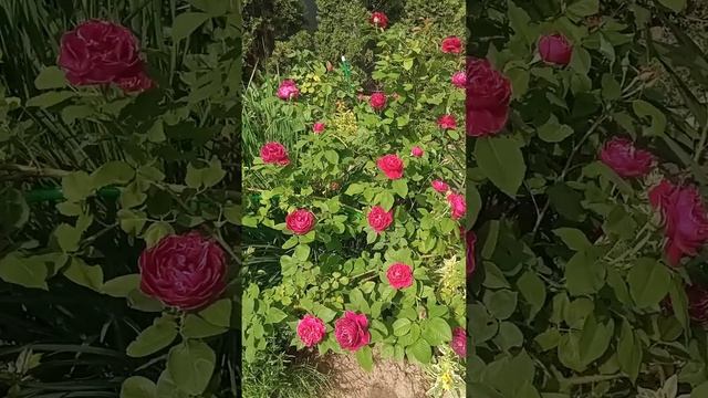 Роза парковая Барон Жиро де Лен смотреть онлайн