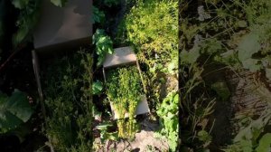 КАК МЫ СОБИРАЕМ СЕМЕНА КИНЗЫ - КОРИАНДР