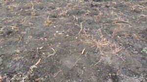 Если разбросать ДОЛОМИТОВУЮ МУКУ осенью по огороду, з?