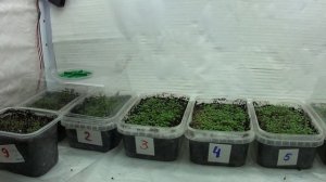 Первые всходы семян табака