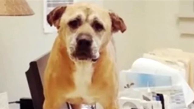 Девушка пришла в приют и выбрала некрасивого пса. Сотрудница приюта заплакала, узнав причину