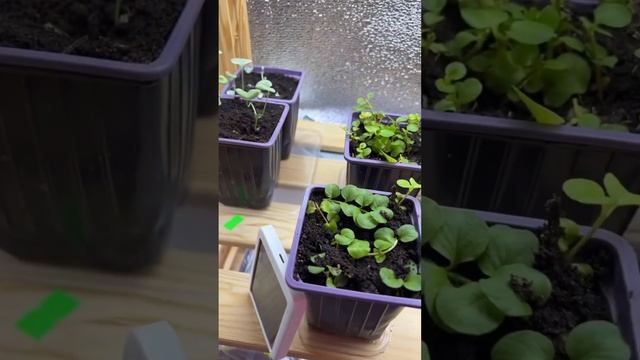 Я снова в деле! Рассадный стеллаж почти заполнен! #расс смотреть онлайн