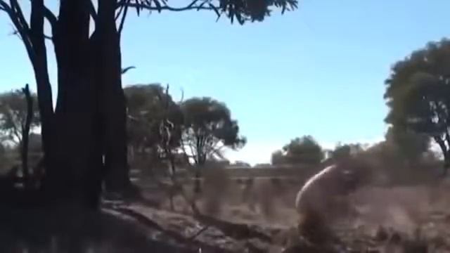 Приколы с животными!!! Отличная  подборка!  Смех до слез!