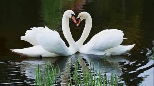 Лебединная любовь верная - Раиса Щербакова