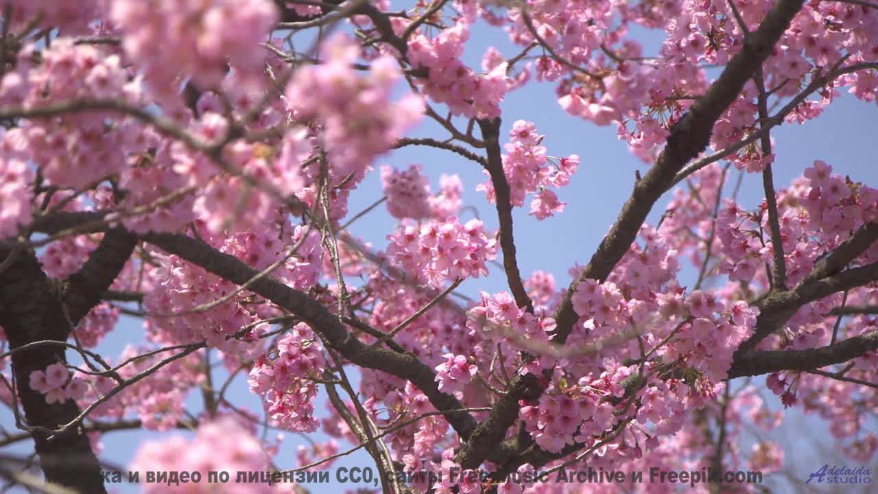 Это видео - как лучший момент из самого красивого фильма! - Weapons Expo (downbeat Reggae) -- Keshco