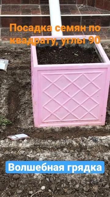 🌱Волшебные грядки #ра #абсолют #семена #углы #посадка смотреть онлайн