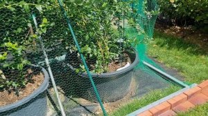 Почва для голубики #голубика