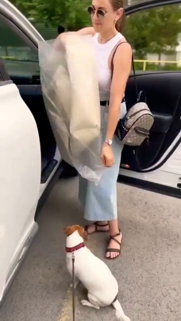 Лучшее приобретение для собаки в машину! Автокресло PET BED 😍 На всех маркетплейсах страны