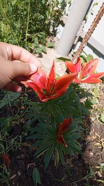 КРАПИВА мощное УДОБРЕНИЕ для ЛИЛИЙ! #дача #сад #garden #лил смотреть онлайн