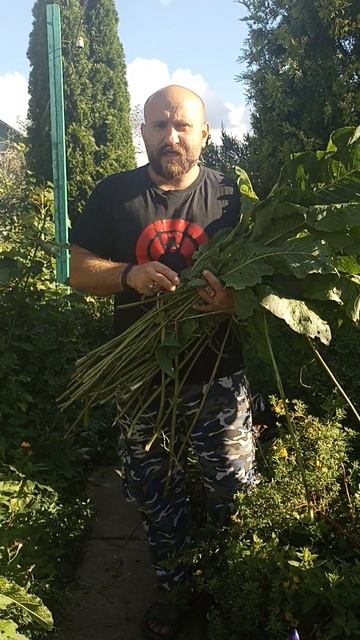 Куда применить листья хрена. Заготовка на зиму смотреть онлайн