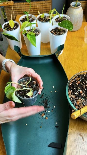 Пересадка черенков. Эпипремнум Хэппи Лиф