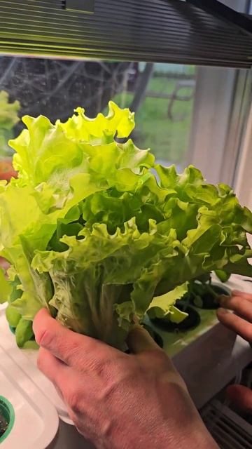 Магазинные салаты могут жить долго в системе Agrolo #гидр смотреть онлайн