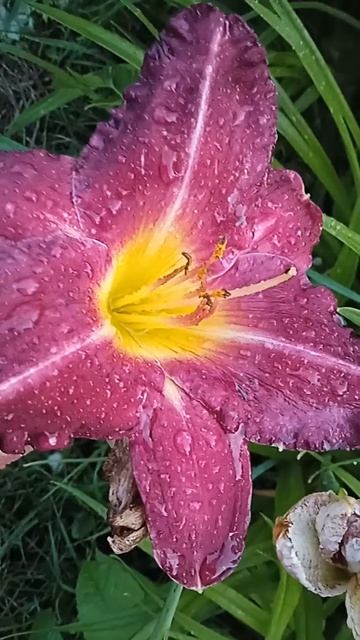 Лилейник,после дождя(сеянец)😊 смотреть онлайн