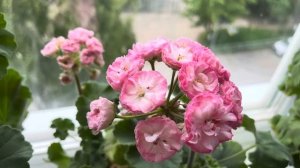 Пеларгония Kvarnlyckans Anna-Jeanette. Мнение после года выращива?