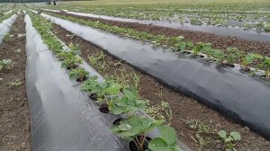 Выращивание клубники в Адыгее, однострочная высадка р