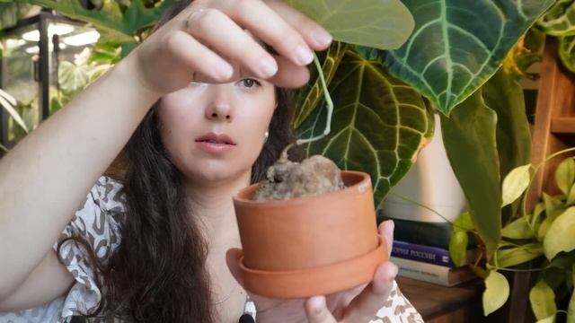 СТЕФАНИЯ эректа, КАВАСАКИ (НОВА) и другие КАУДЕКСНЫЕ р? смотреть онлайн