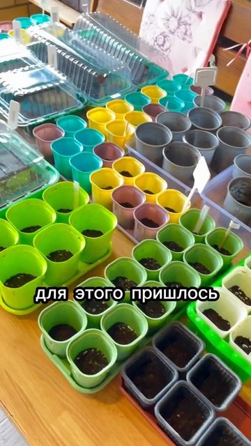 ДОРЕВОЛЮЦИОННЫЕ семена томатов #томаты #рассада #огор? смотреть онлайн