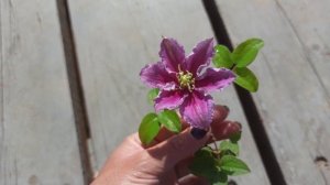 Клематис Андромеда - первое цветение