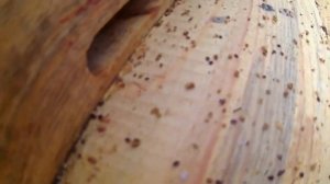 Обработка пчёл парами щавелевой кислоты .   #пчеловодс?