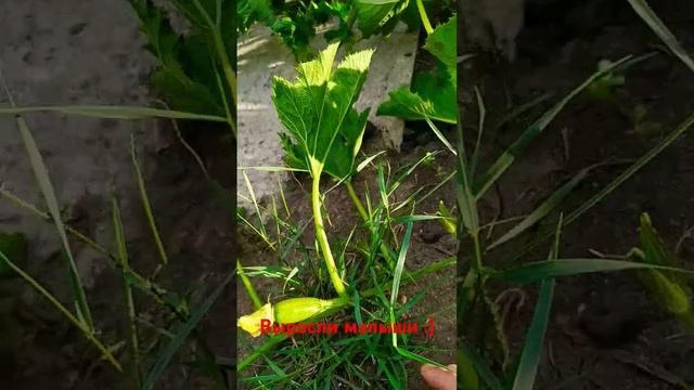 кабачки из прошлого видео #кабачки #дача #огород смотреть онлайн