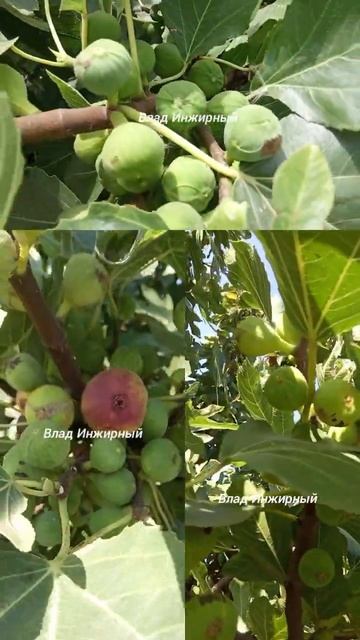 Не нужно выращивать инжир! Саженцы инжира смотреть онлайн