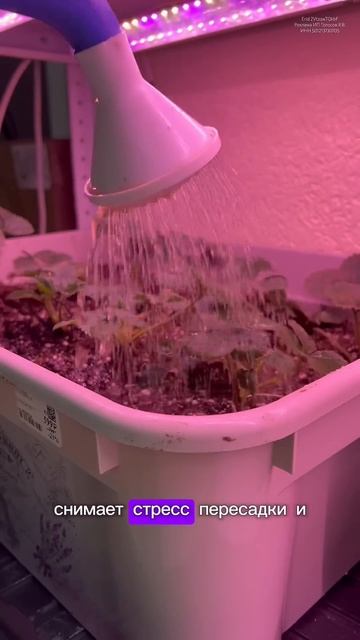 Пробовали вырастить клубнику дома ? Артикул Аминосил ? смотреть онлайн