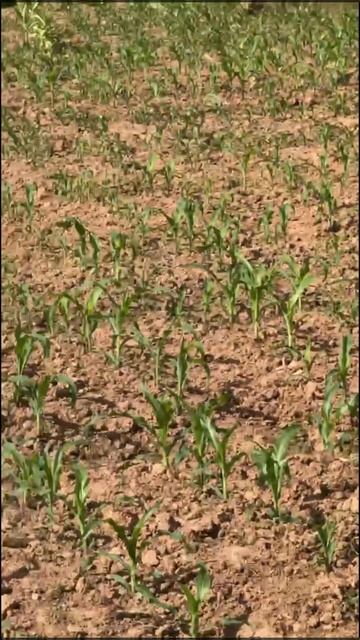 Китай смотреть онлайн