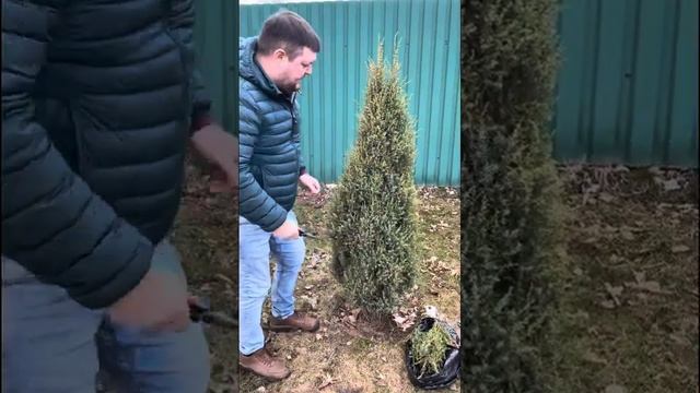 Продолжаю заготавливать черенки разных хвойных сорто смотреть онлайн