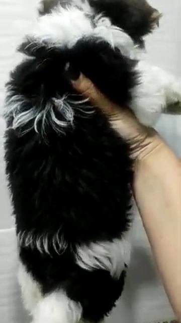 бивер Йорк мальчик