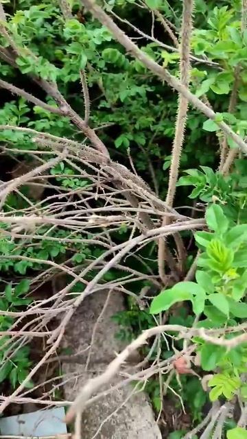 Обрезаю заброшенный шиповник. Совсем другой вид #огор? смотреть онлайн