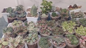 КРАССУЛЫ| ГРУНТ ДЛЯ КРАССУЛ|КАК ПОЛИВАТЬ КРАССУЛЫ| РЖАВЧИНА НА КРАССУЛАХ●☆▪︎☆▪︎☆