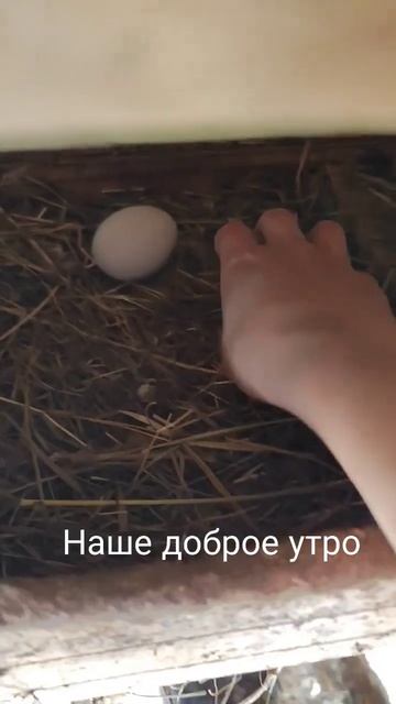 #огород #дача #деревня #огород #хозяйство #мир #московск смотреть онлайн