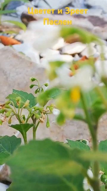 Начало созревания паслена #nature #дикие растения смотреть онлайн