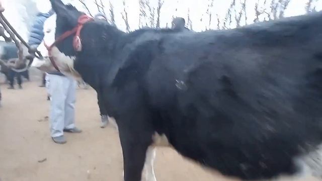 Молбозори Нуроншоҳ Мастчоҳ якум участка 12 02 25г смотреть онлайн