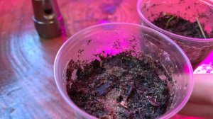 Пихта сибирская из семян. Часть 1