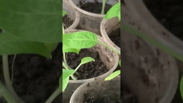 Отличие рассады помидоры от рассады перца смотреть онлайн