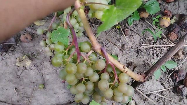 Технический виноград дублянский . смотреть онлайн