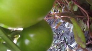 НАДО ЛИ ПРИЩИПЫВАТЬ ВЕРХУШКИ У ПЕРЦЕВ.  ДА, ПРИ НЕОБХОДИМЫХ ОБСТОЯТЕЛЬСТВАХ.