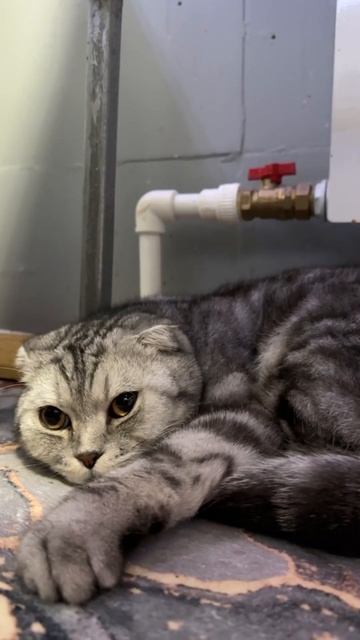 Кот Семен танцует глазами смотреть онлайн