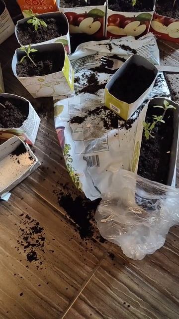 Рассада томатов 2024 год