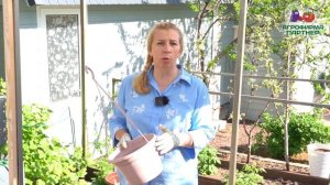 СЕКРЕТЫ ВЫСАДКИ И ПЫШНОГО ЦВЕТЕНИЯ АМПЕЛЬНОЙ ВИОЛЫ