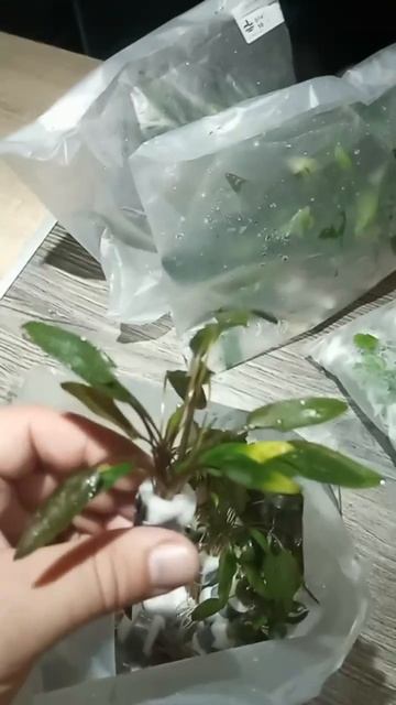 Криптокорина Миойа. Магазин аквариумных рыбок и расте смотреть онлайн