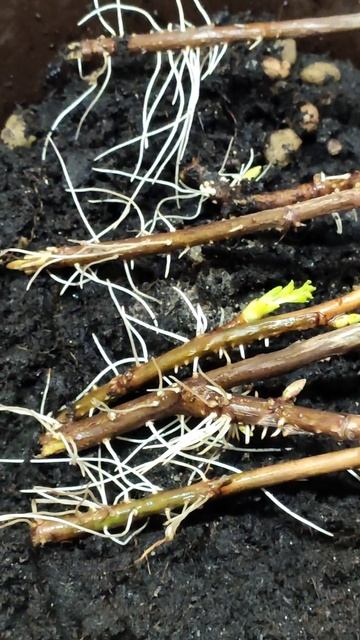 РАЗМНОЖЕНИЕ СМОРОДИНЫ ЧЕРЕНКАМИ В ЛЮБОЕ ВРЕМЯ ГОДА смотреть онлайн