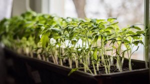 Моя рассада для посадки в теплицу