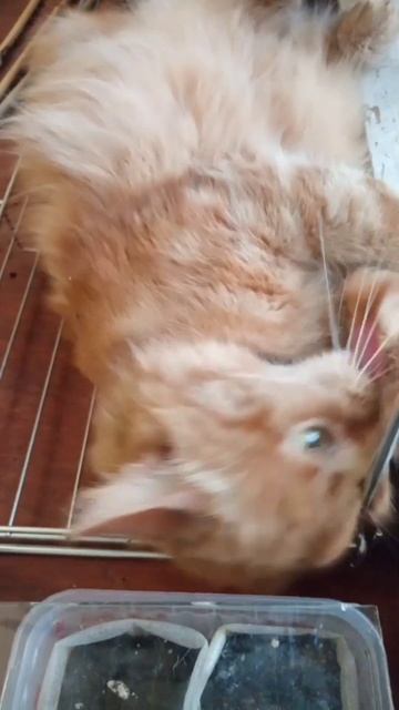 #cat #plants #kitten #catshorts #catlover #кошка #кошкавделе #animals #рассад? смотреть онлайн