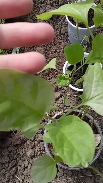 СОЛЯРИЙ ДЛЯ РАССАДЫ #garden #сад #plants #дача #рассада #огоро? смотреть онлайн