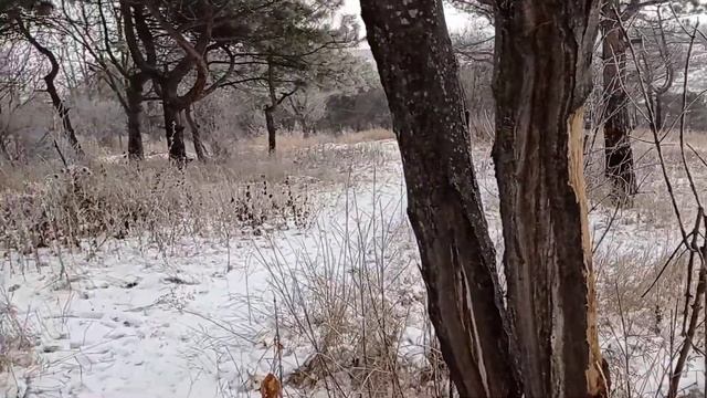 Предновогодний снежок и красивые, зимние ёлочки ) Nice snow view ) смотреть онлайн